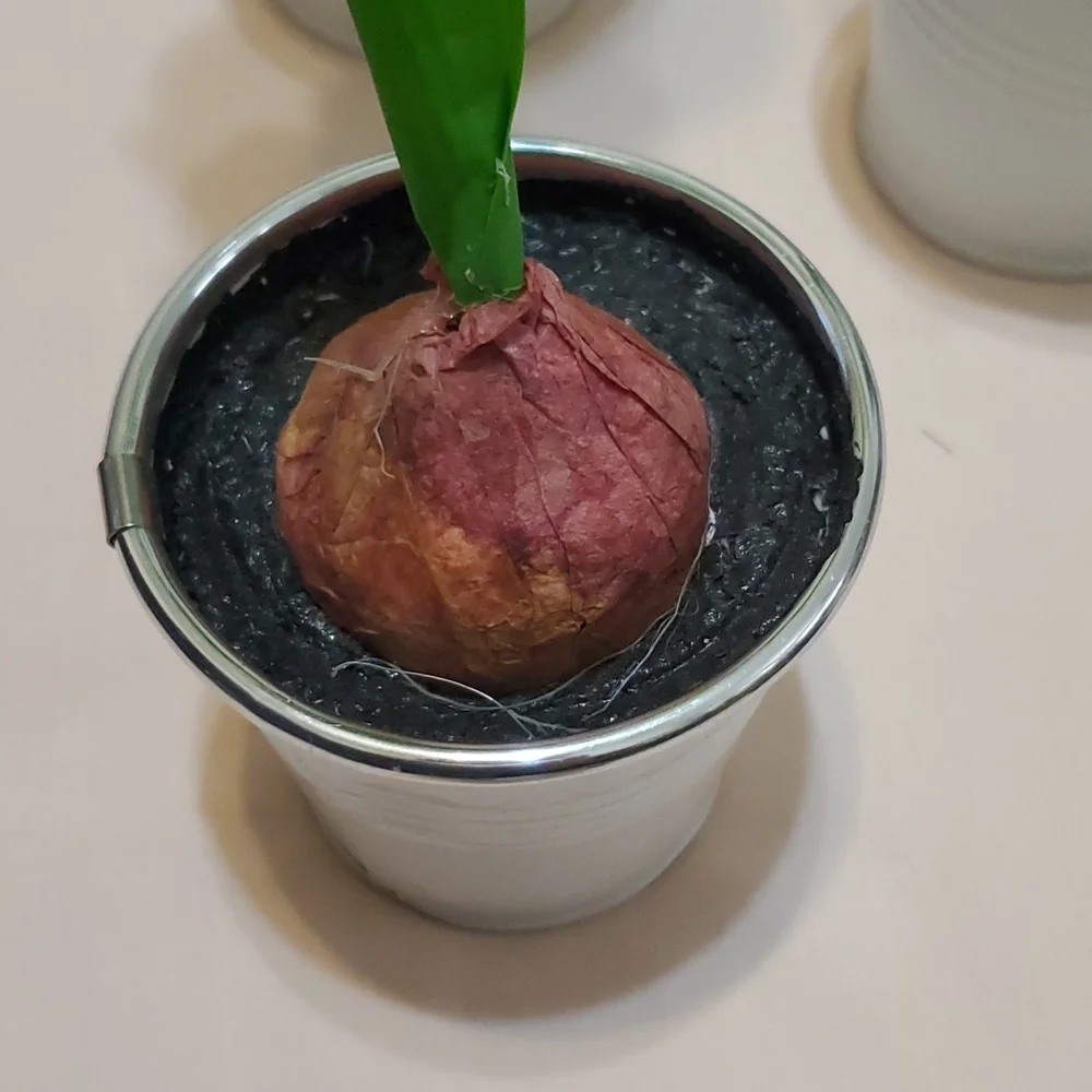 3 Faux Potted Tulip Bulbs